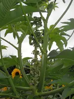 DSCN2431.webp