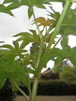 DSCN2432.webp