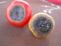 DSCN2427.webp