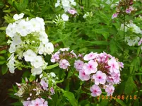 august16 010.webp