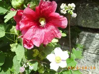 august14 022.webp