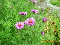 august14 018.webp
