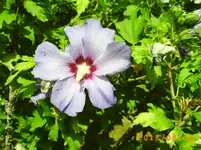 august14 036.webp