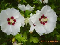 august14 034.webp