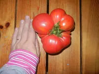 Gemüse 013.webp
