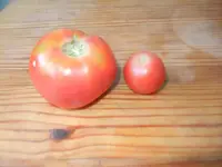 Gemüse 008.webp