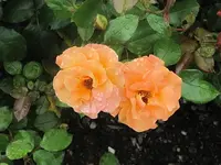 092.webp