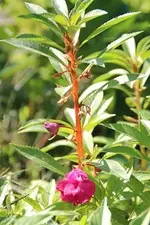 IMG_8749a.webp