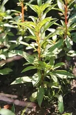 IMG_8750a.webp