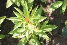 IMG_8751a.webp