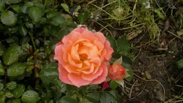2013-08-18-3058.webp