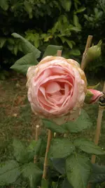 2013-08-18-3074.webp