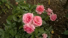 2013-08-18-3083.webp