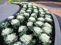 Copy of IMG_0293v.webp