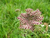 wildes (1)v.webp