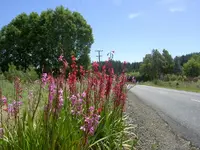 wildes (12)v.webp
