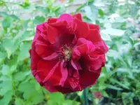 CIMG9918.webp