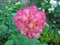 CIMG9942.webp