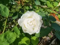 CIMG9972.webp