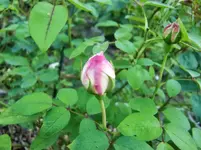 CIMG9880.webp