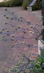 blaue Distel.webp
