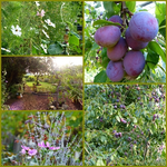 Collage.webp