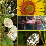 Garten Collage.webp