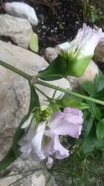 Blüte Ausschnitt.webp