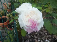 CIMG5771.webp