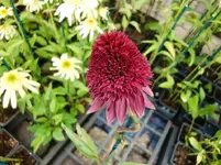 CIMG0035.webp