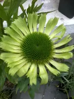 EchiGreenJewel.webp