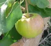 Obstbäume Apfel.webp