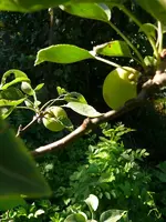 Obstbäume Nashibirne1.webp
