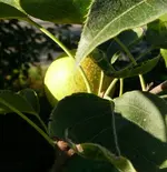 Obstbäume Nashibirne.webp