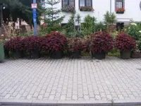 Buntnesselparade.webp