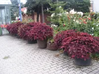 Buntnesselparade2.webp