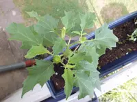 DSCF3269.webp