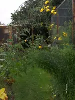 HPIM0019.webp