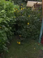 HPIM0021.webp