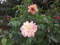 HPIM0025.webp