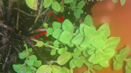 Oregano kleiner Stiel.webp