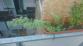Oregano ganze Pflanze.webp