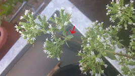 Oregano Punkte.webp