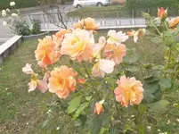P1080589.webp