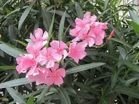 062.webp