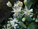 Clematis119.JPG