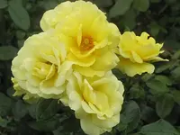 096.webp