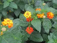 073.webp