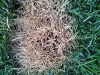 20130820_063728.webp