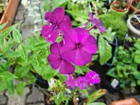 CIMG0136.webp